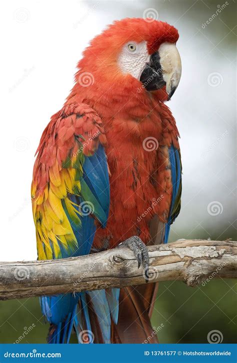 Scarlet Macaw Cancun Mexico Red Parrot Bird Stock Image Image Of