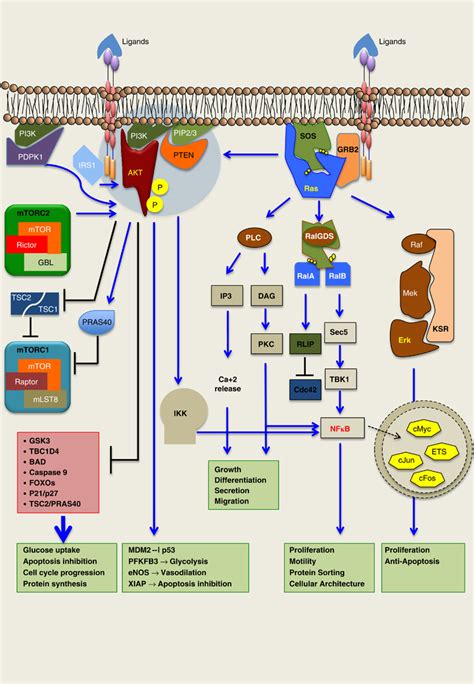 Oncogenic Signaling In Tumor Cells Shown Are Major Signaling Pathways