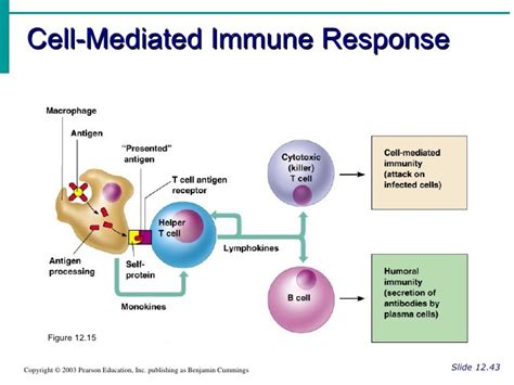 Immune Response Diagram