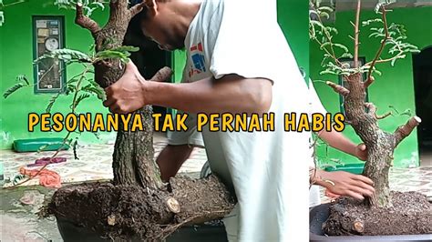 Panen Bonsai Asem Jawa Pesonanya Tak Pernah Habis Youtube