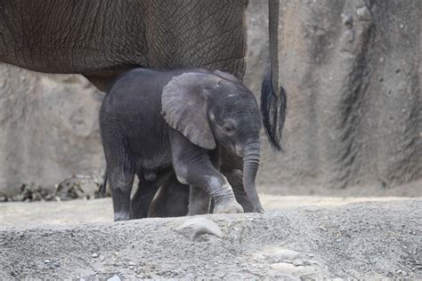 Elephant Zoo Babies - Indianapolis Zoo