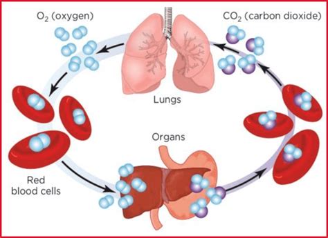 Whats Going On In Your Bone Marrow Jane S Healthy Kitchen