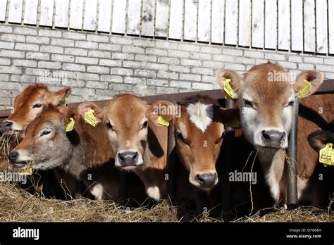 Cow And Calves Uk Hi Res Stock Photography And Images Alamy