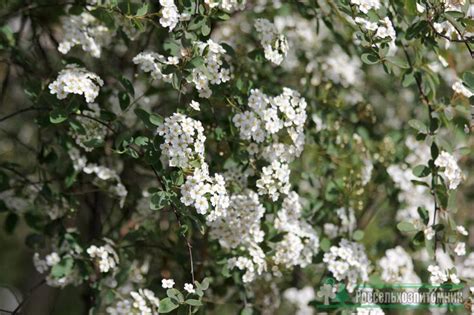 Спирея Вангутта (Spiraea vanhuttei)