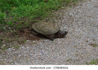 Snapping Turtle Egg Nest Over 82 Royalty Free Licensable Stock Photos