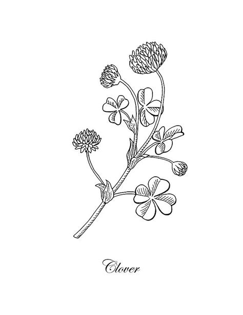 Lucky Clover Botanical Flower Drawing Drawing by Irina Sztukowski