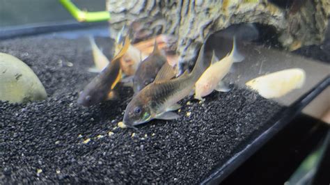 My Cory Just Passed Rcorydoras