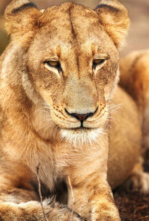 Shes Part Of A Greater Pride A Lioness On The Plains Of Africa Stock