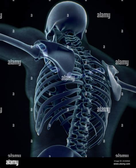 Collar Bone Xray Human Anatomy Skeletal System 3d Illustration Stock