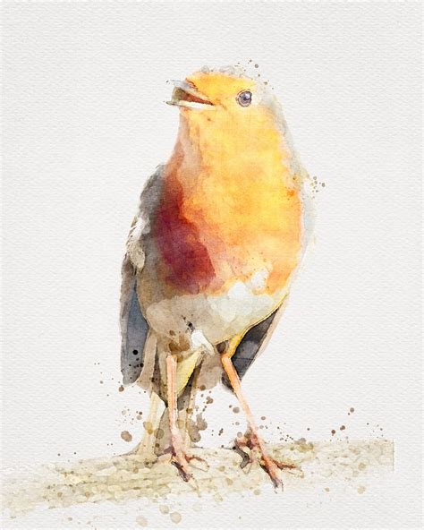 ROBIN Watercolor, Robin Painting, Robin Artwork, European Robin, Robin ...