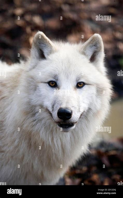 Portrait Of Arctic Wolf Canis Lupus Tundrarum Stock Photo Alamy