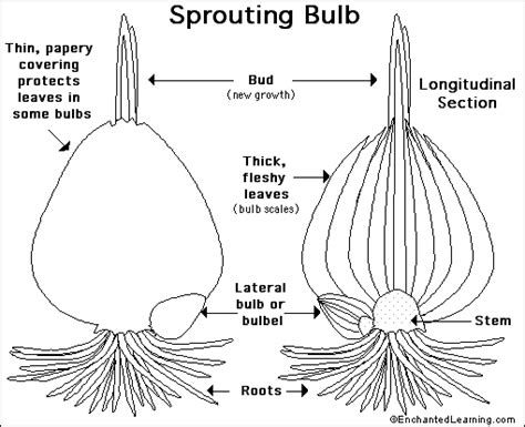 Bulb Anatomy Printout