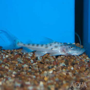 Peru Piraiba Catfish (Brachyplatystoma capapretum) - Aqua Imports