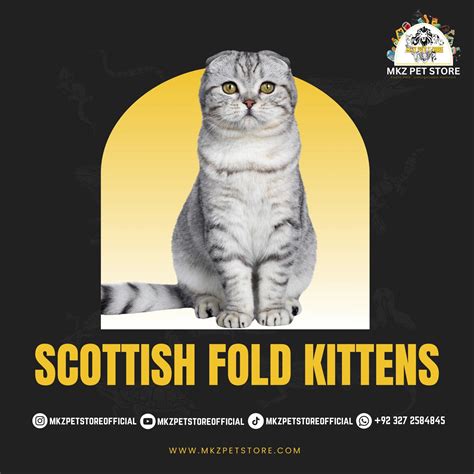 Scottish Fold Kittens – MKZ PET STORE