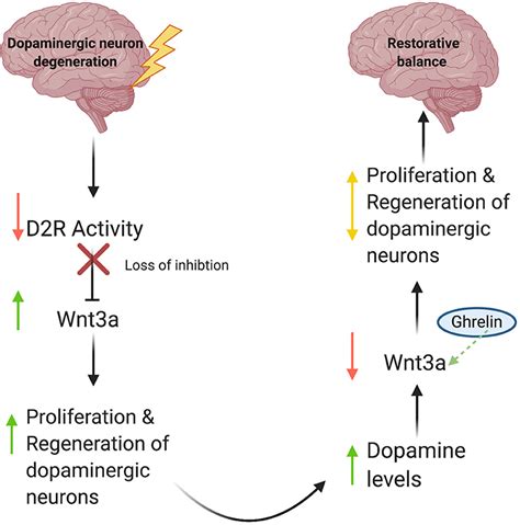 Frontiers Commentary Ghrelin Promotes Midbrain Neural Stem Cells