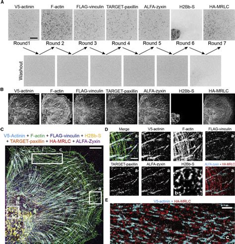 Engineered Fast Dissociating Antibody Fragments For Multiplexed Super