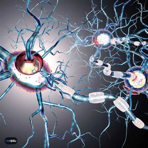 Multipl Skleroz MS Hastalığı Nedir Belirtileri Nelerdir