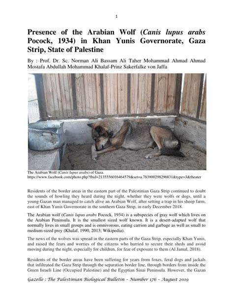 Pdf Presence Of The Arabian Wolf Canis Lupus Arabs Pocock In