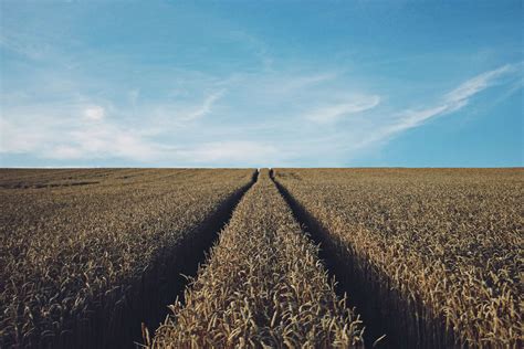 Wheatfield By Michael Gillett Wallpapers WallpaperHub