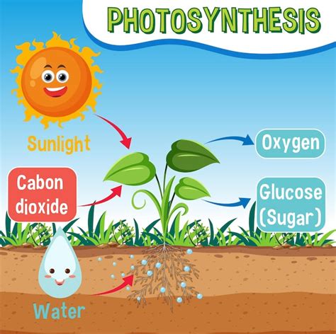 Premium Vector Diagram Of Photosynthesis For Biology And Life Science