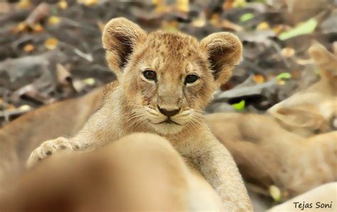 Asiatic Lion cub by Tejas Soni - Photo 3072426 / 500px