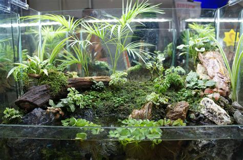 Spider Plants in Aquariums – How To Ensure That They Thrive