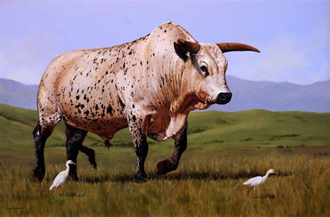 Nguni Bull