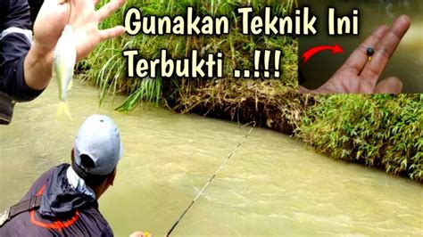 Cara Mancing Ikan Wader Babon Di Arus Deras Coba Pakai Teknik Ini