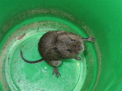 Meadow Vole Flora And Fauna Of North Carolina · Inaturalist