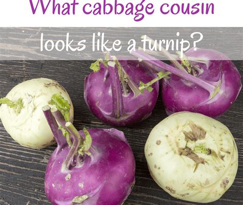 What cabbage cousin looks like a turnip? - Saving Dinner