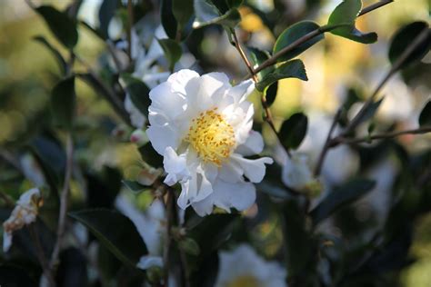 Camellia Sasanqua Setsugekka Online Plant Nursery Surrey Hills