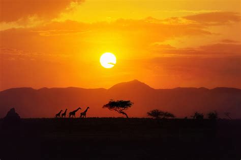 How To Book A Last Minute Safari Thomson Safaris