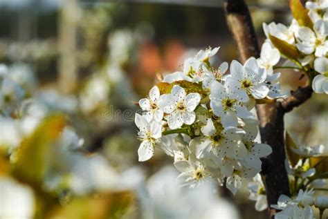 The Flowers of the Pear Tree are White Stock Image - Image of five, ringens: 107218151