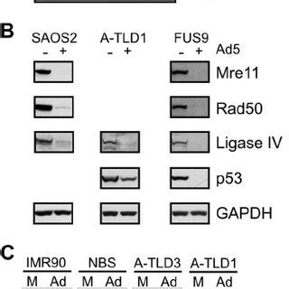 The Phosphorylation Of E1b55K Is Required For Correct Cellular