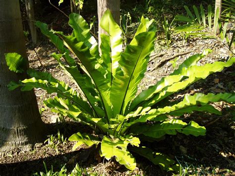 noevenyhazi disznoevenytermesztes asplenium nidus