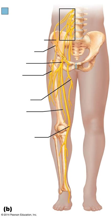 Lumbar Plexus Full Lower Limb Diagram Diagram Quizlet