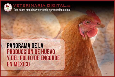 Actualizar Imagen Consumo Per Capita De Pollo En Mexico Abzlocal Mx