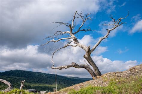 Burmis Tree In Crowsnest Pass Alberta Stock Image Image Of Travel