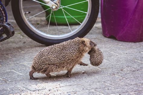 Hedgehog mama and her hoglet : r/dannygroen