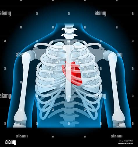 Menschliche K Rperanatomie Brustkorb Lunge Und Herz Axiales Skelett