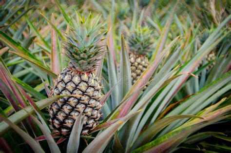 Pineapple fruit in farm stock image. Image of organic - 105848859