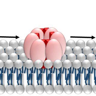 General Mechanism Of Membrane Pore Formation By The Pfts Monomeric