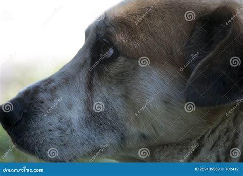 Closeup Photo of a Dogâ€™s Face Stock Image - Image of facendomestic ...