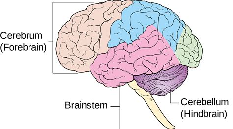 Parts Of Brainstem Diagram - Human Anatomy