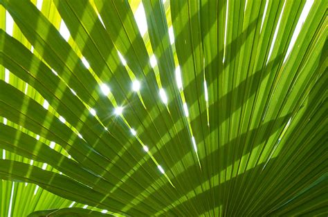 Tropical Palm Leaf Wallpaper - WallpaperSafari