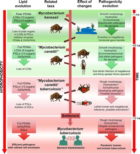 The importance of lipid composition and hydrophobicity in the evolution ...