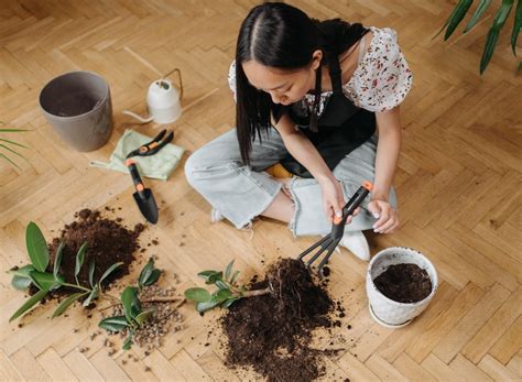 Planting Ficus | Plant Addicts