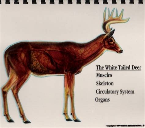 Deer Anatomy Pics | Archery Talk Forum