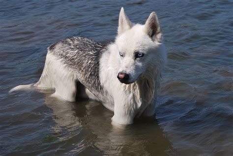 Siberian Husky Dog In Water Free Photo On Pixabay