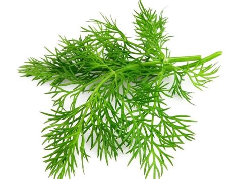 15 Incredible Dill Benefits | Organic Facts